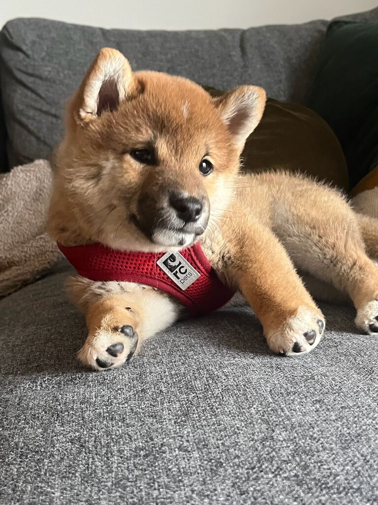 On March 10th, the day finally came for them to bring their puppy, Maki into their home. They had been wanting a Shiba Inu puppy for years and were so excited to welcome him into their family.