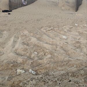 Gallery Photo 37