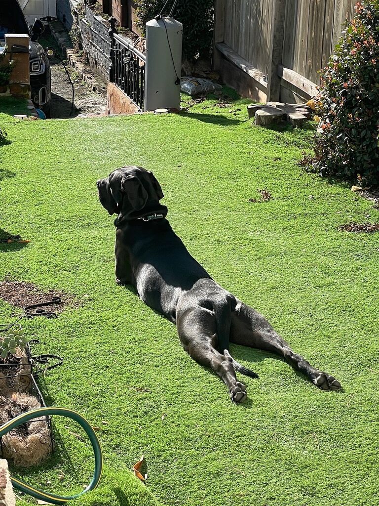 Splooting / Sunbathing
