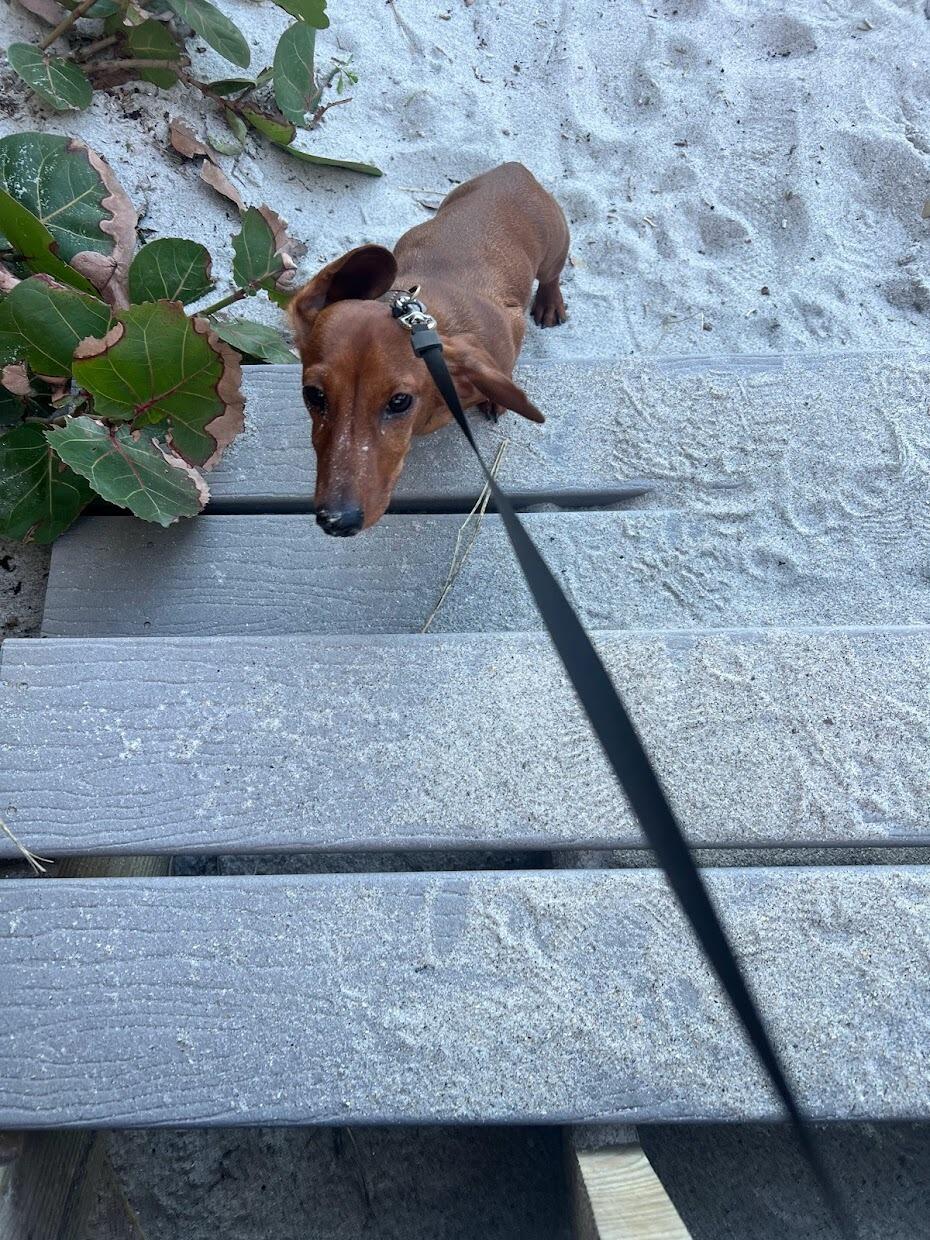 We met up at HomeGoods and Jay picked up Boba and me. We went to Thai Hanna for some Thai Teas (he knew I liked Boba Tea because of my dog's name). After that, we went to the beach to walk with Boba.