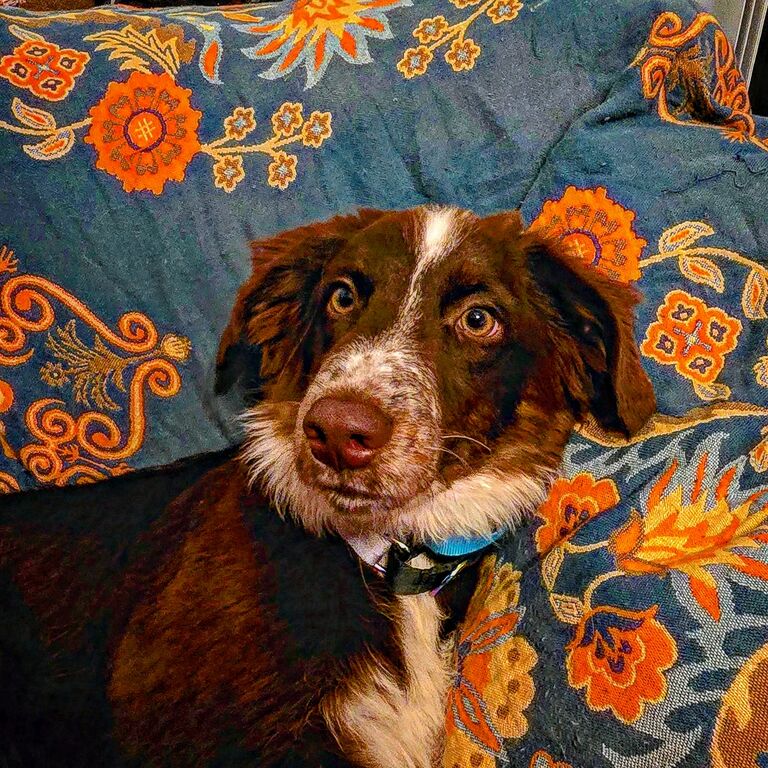 Our Newest Babii Girl, Espresso Bean🤍🐾
