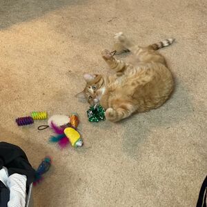 Gallery Photo 35