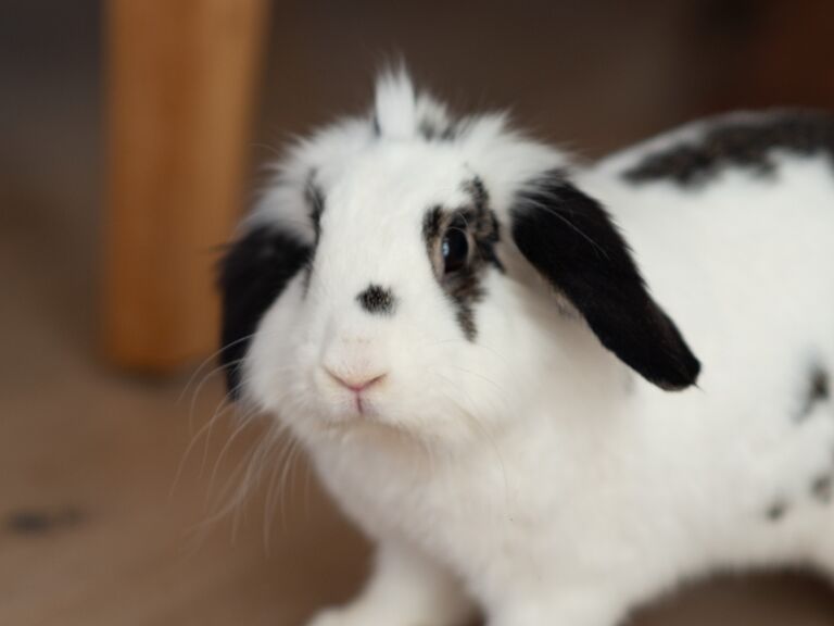 Adopted Cupid.