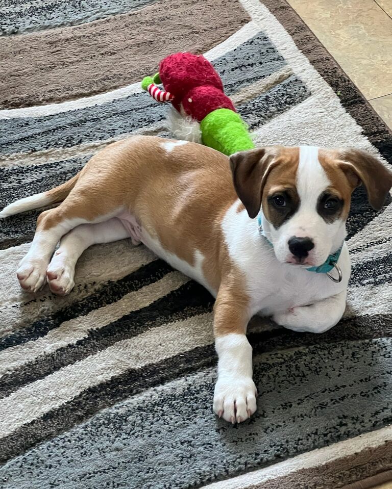Adopted our sweet boy Hank