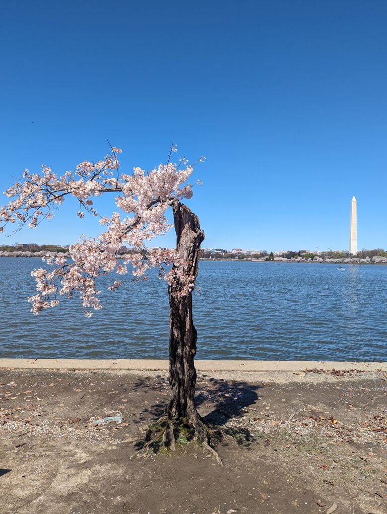 Annual Cherry DC cherry blossom visit! Despite living in the NoVa area for more than a decade now, Brett had never seen the DC Cherry Blossoms. So he happily let Anusha drag him all around the tidal basin (despite his allergies) so she could show him her favourite spots. 
RIP Ol' Stumpy