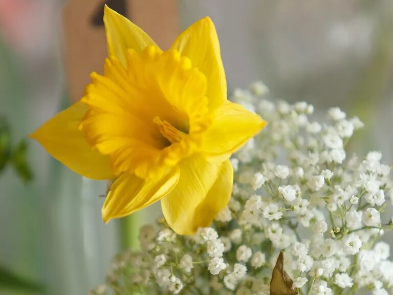 A friendly, summery bright yellow daffodil with baby's breath