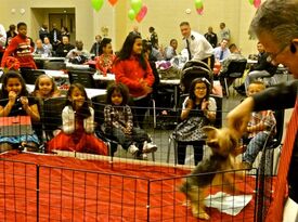 Team Jilli Dog (little dogs performing big tricks) - Animal For A Party - Huntington, NY - Hero Gallery 2