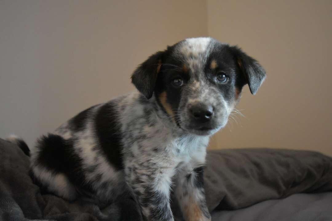 Sakos first week at home