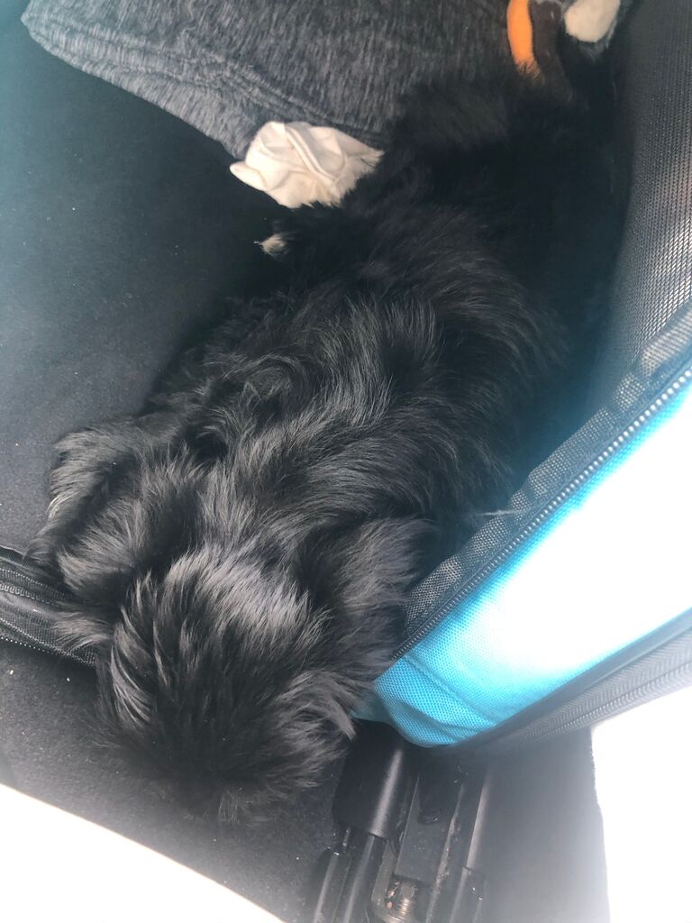 Welcome Home Obi!