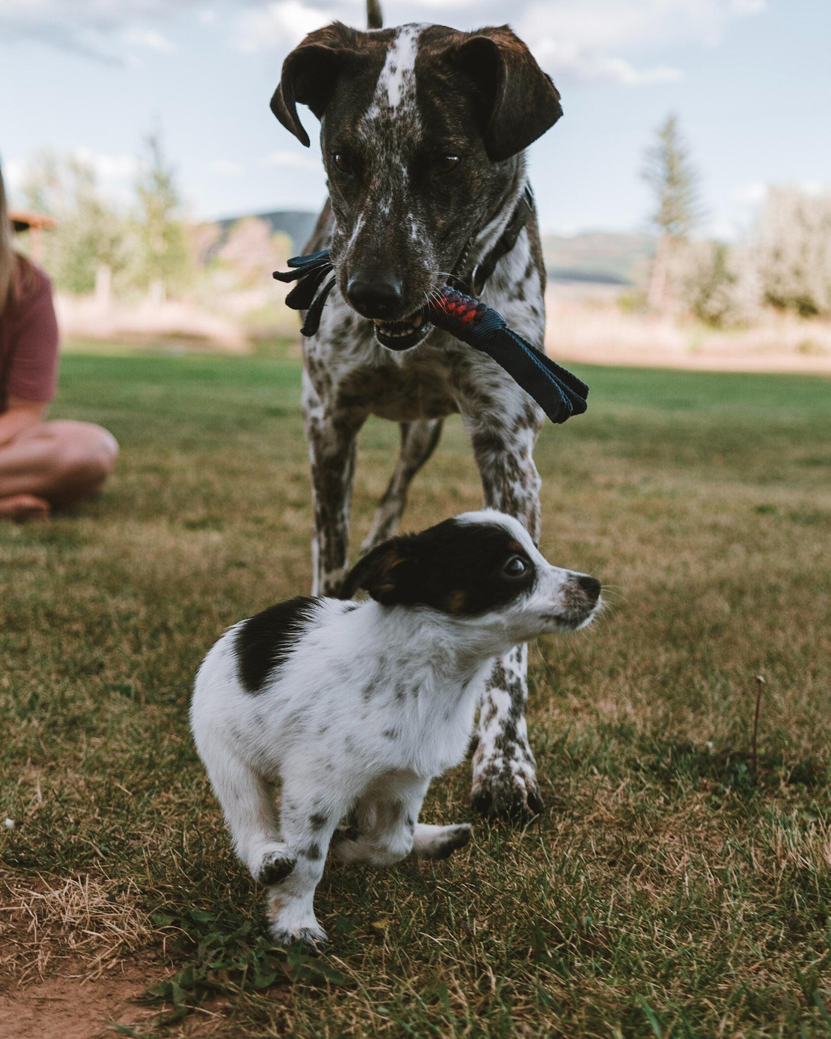 Landon and Ruby had discussed for a while getting a second dog to keep Mabel company. The catch was that Landon had to be the one to pick her since Ruby held the rains getting Mabel. While in Colorado, they stumbled upon a craigslist ad saying there were some puppies that needed a home from an unplanned/unwanted litter. Landon and Ruby reached out to them and they responded with some pictures of who they had left. Landon instantly went towards the picture of little Millie who at the time was named Cow due to her spots. They drove out to Rifle, CO to meet her and within moments she was in Landons arms. She looked up at him, took a minute to barf up some food, and just like that, Millie Pua was a part of the family. Mabel was completely freaked out as well. Once they got home warmed up to each other a bit more they were happy as can be. So the family grew to 4!