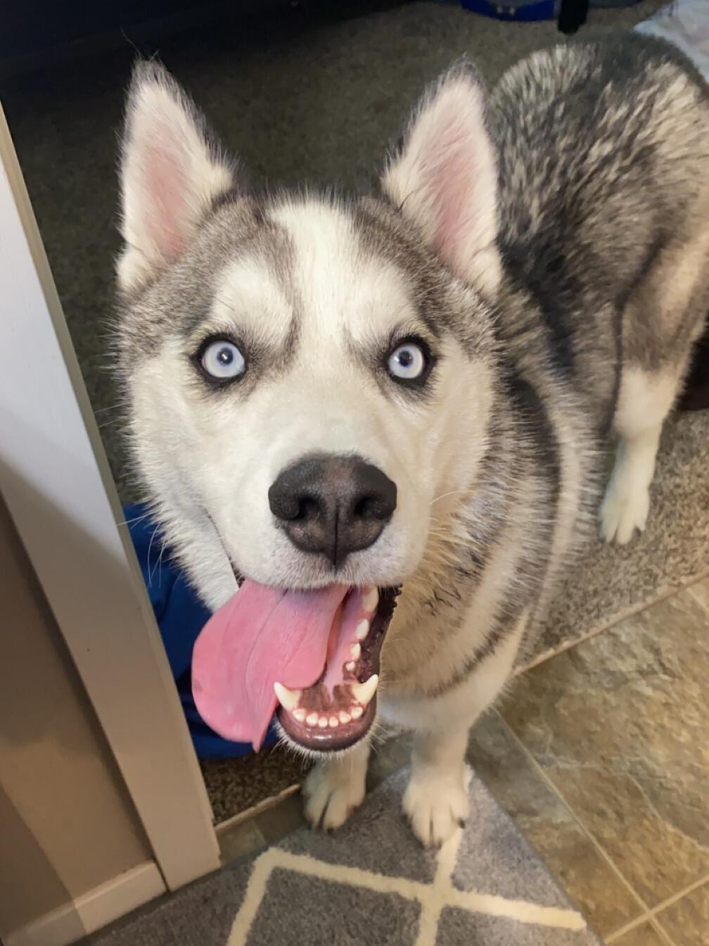 Got Our Second Dog - Thor