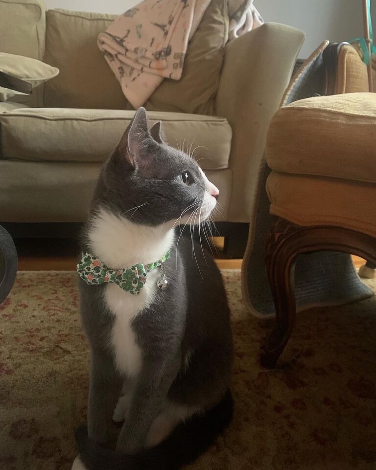 Adopted our first fur baby! Meet Boots! 