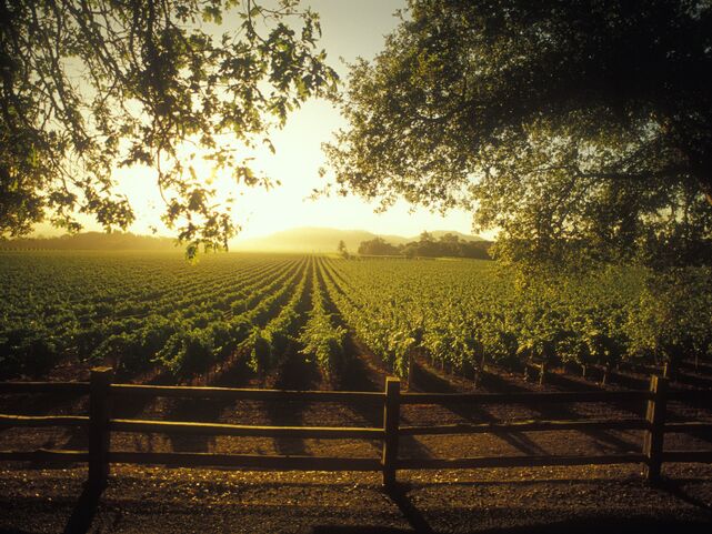 Sunrise over the Napa Valley vineyards