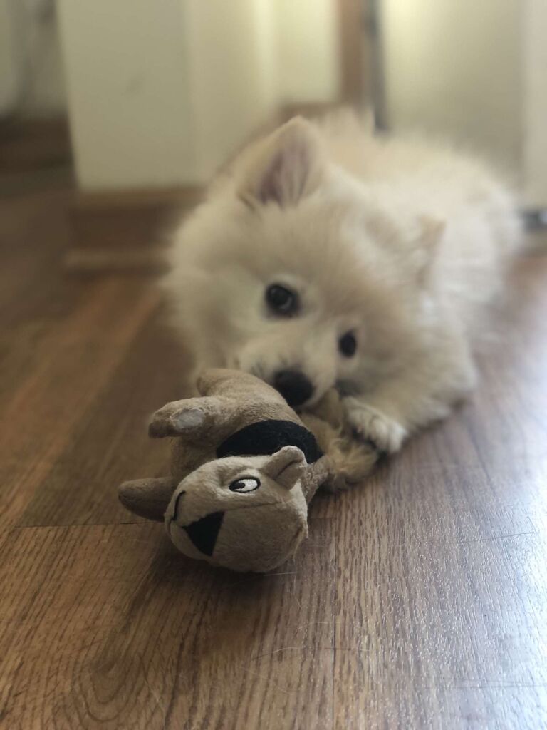 Our 2nd addition to the family, Hercules!