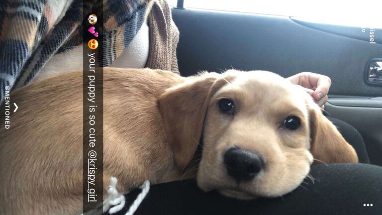 David brought home a puppy a couple days after Christmas in 2018.