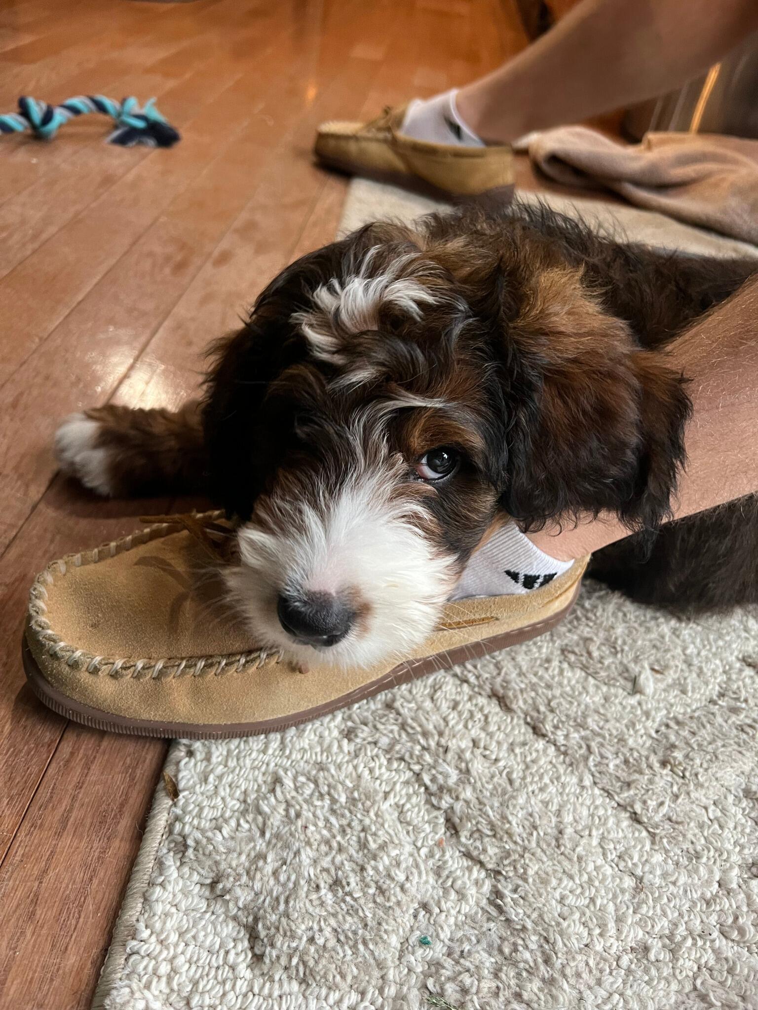 DUKE ARRIVES! Our sweet prince 👑