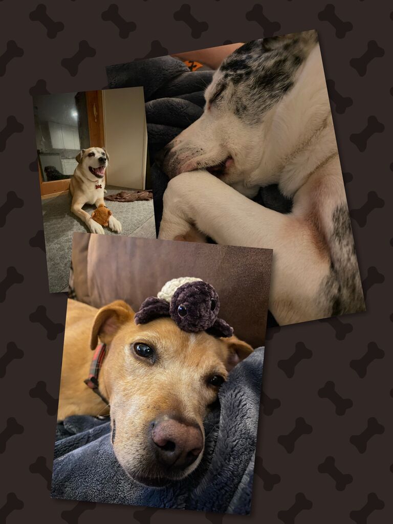 Think it's safe to say at this point, Jess has become a dog momma to Wrangler, Storm, and Oliver!