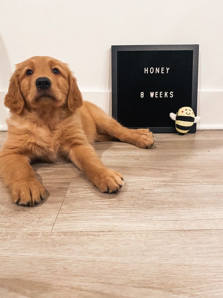 WE DECIDED TO GET A PUPPY TOGETHER, AND THEN CAME HONEY!