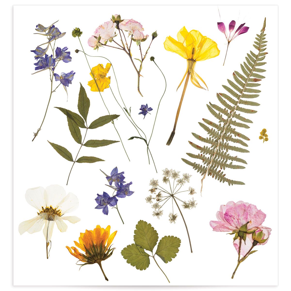 Pressed Flowers Standard Envelope Liners