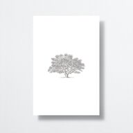 Southern Oak Tree Table Numbers Pure White Signature