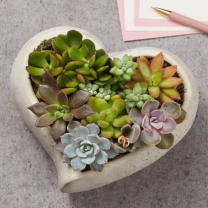 Sweet succulent heart garden gift for husband's 50th birthday