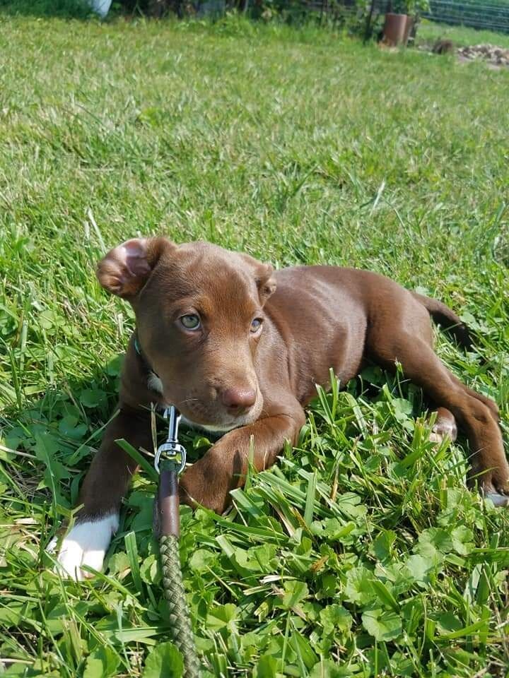 Clover is adopted into the family