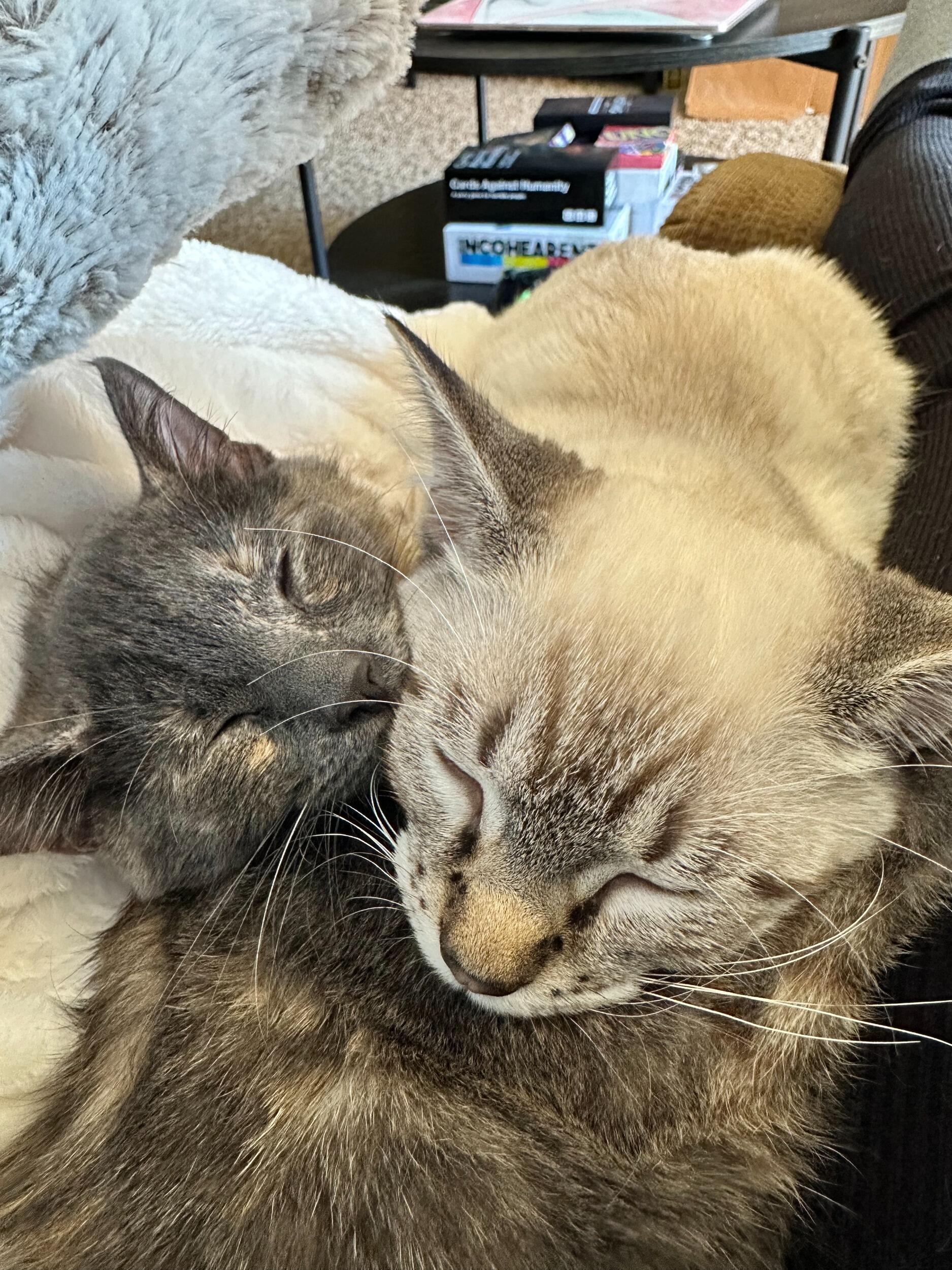 Maddie and Jon adopted two kittens. Sisters - Cleo(gray) & Ciri(cream)