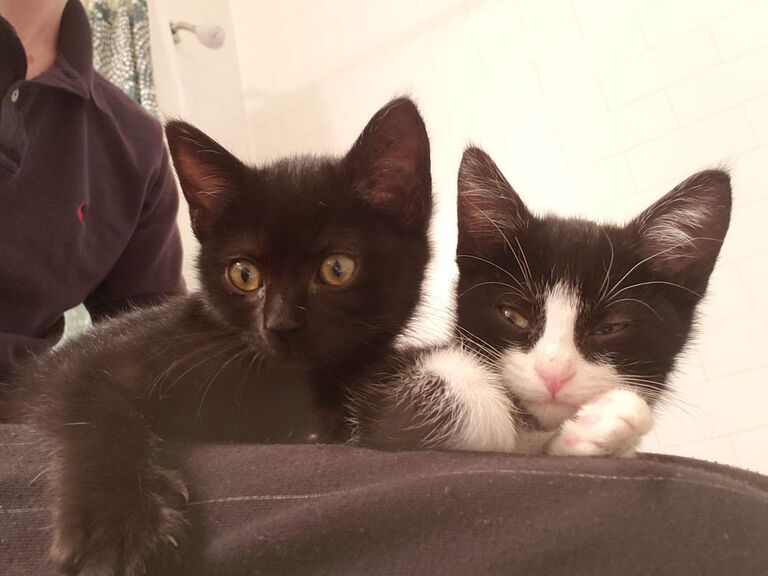 we welcomed these two babies into our home