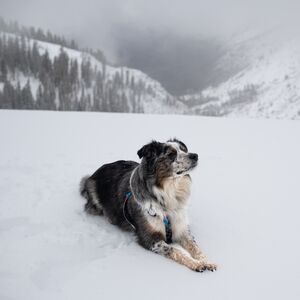 Gallery Photo 116