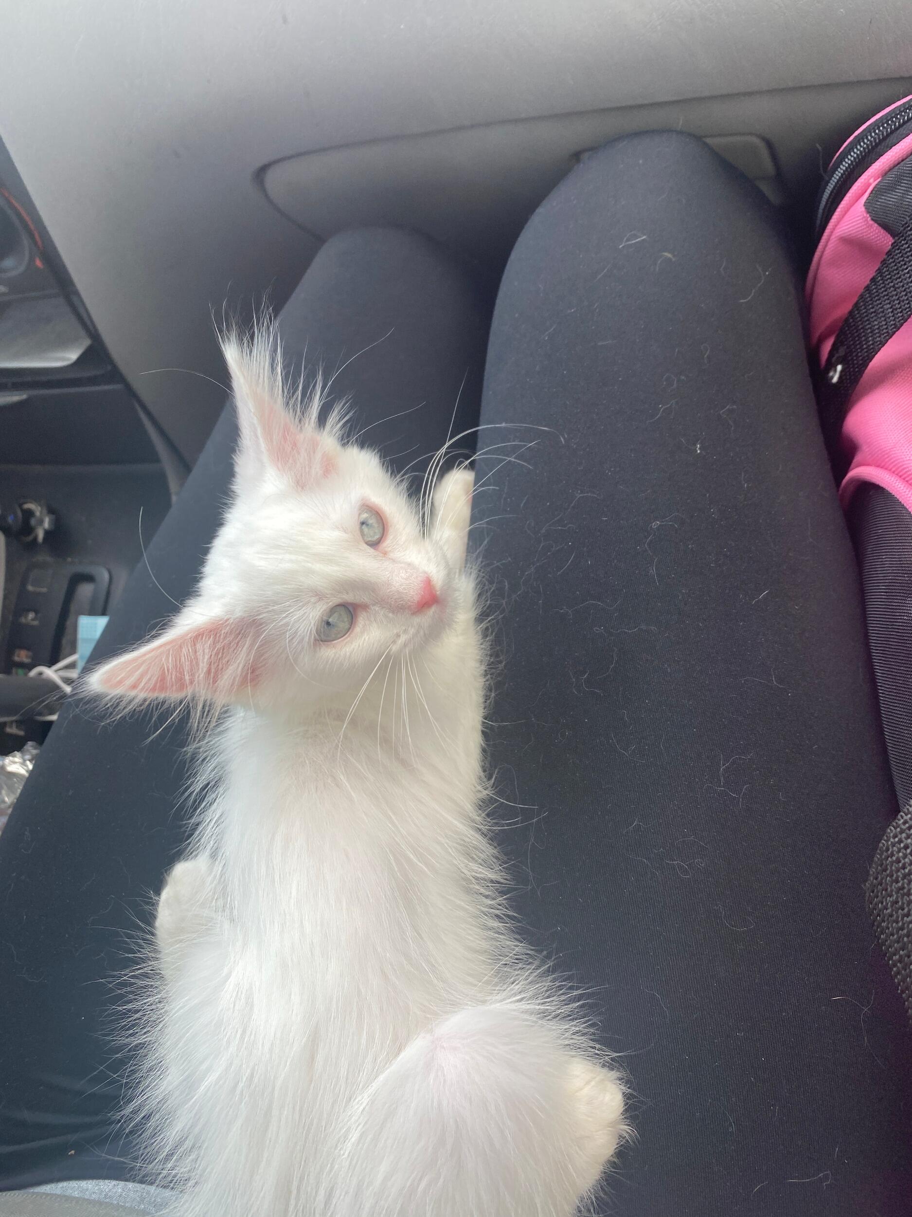 Yuki came into our lives