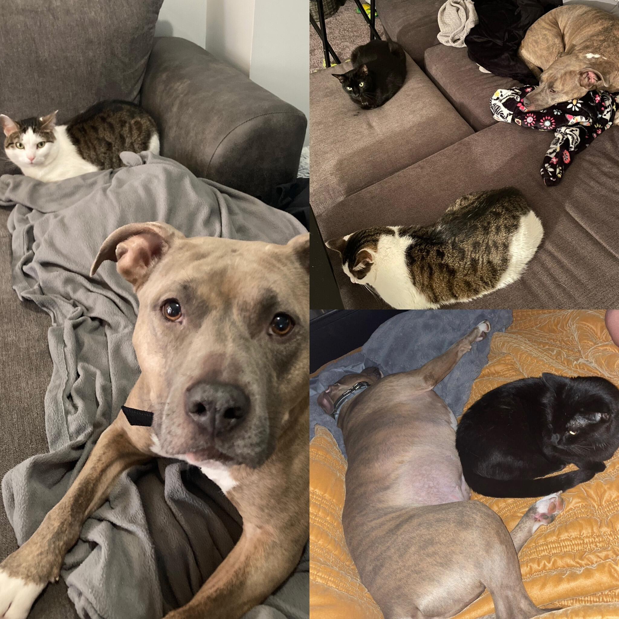 Rose meets her little sisters, Riesling and Moscato! She is very patient when it comes to waiting for them to adjust to her, despite REALLY wanting to be friends immediately.