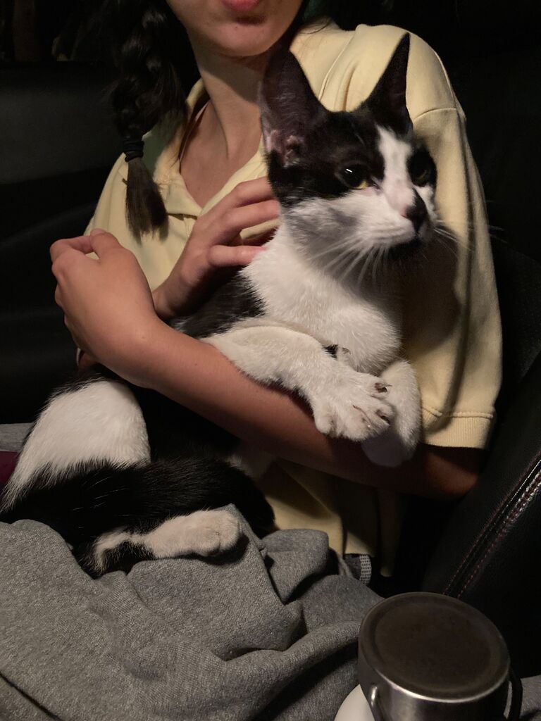 Andrew and Isabel find Frida on the way home from a drive-in movie! First fur baby <3
